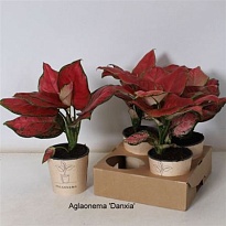 Аглаонема Данксия d12 h30 4шт