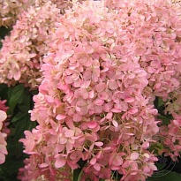 Гортензия (Hydrangea) метельчатая Гарденлайтс Пинклайт 10л h30-40 1шт