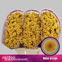 Хризантема сантини Miller Orange 25шт