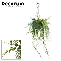 Эсхинантус Джэфролепис d17 h40 6шт