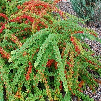 Барбарис (Berberis) тунб. Грин Карпет 2л h30-40 1шт