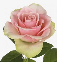 Роза Ultraflo Bella Rose дл.35 10шт