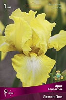 Ирис бородатый Лемон Поп 1шт