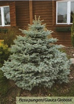 Ель (Picea) колючая Глаука Глобоза штамб d23 h80 1шт