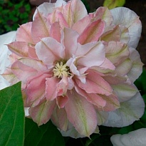 Клематис Инносент Блаш крупноцв.махр/ЦКор 1шт