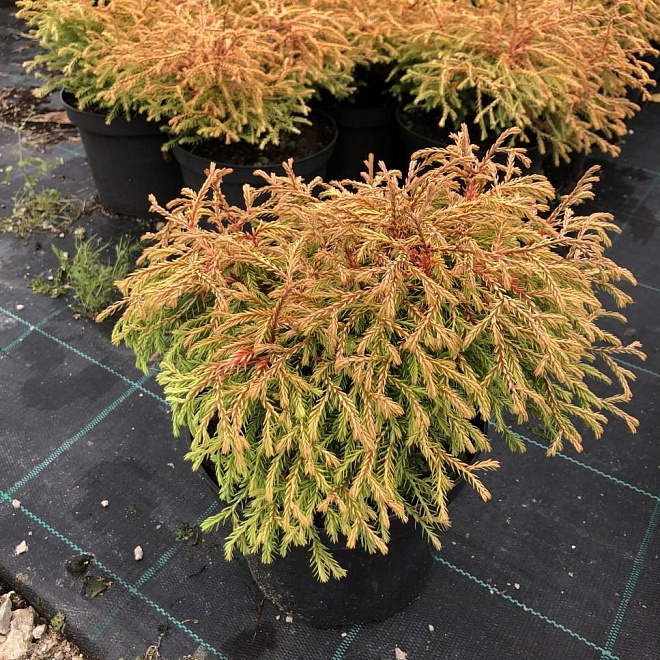 Туя (Thuja) западная Голден Таффет d9 h10-20 18шт