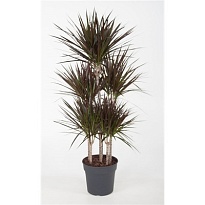 Драцена Магента 5Д d30 h190 1шт