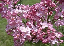Сирень (Syringa) обыкновенная Калифорния Роуз d9 18шт