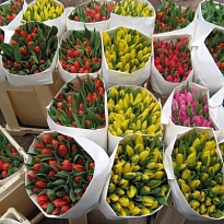 Тюльпан mix color 50шт