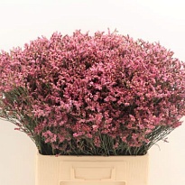 Лимониум Sensy Pink Beauty 5шт