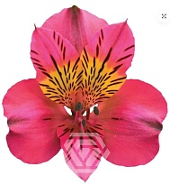 Альстромерия Tessa Amposta дл.60 10шт