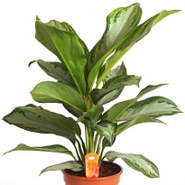 Аглаонема Сильвер Бэй d19 h60 3шт