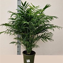 Хамедорея d24 h90 1шт