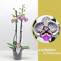 Орхидея Фален. Зое (Биг Липс) 2ст d12 h60 10шт