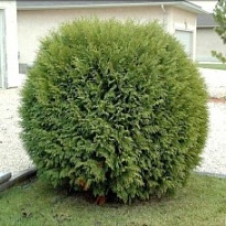 Туя (Thuja) западная Вудварди 5л h50-60 1шт