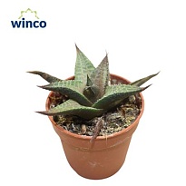 Хавортия Тесселата d6 h10 20шт