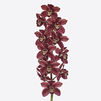 Орхидея Cymbidium Hms.serena*4 дл.100 1шт