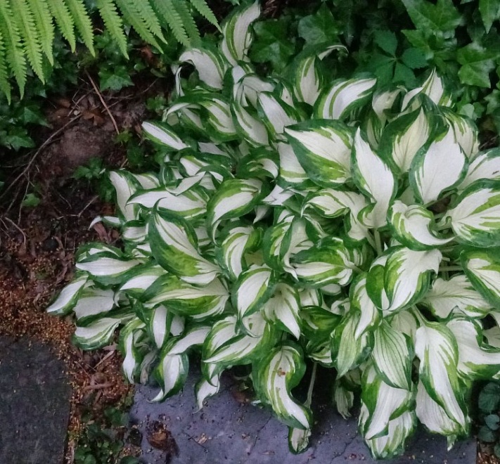 Хоста (Hosta) волн. Медиовариегата d12 1шт