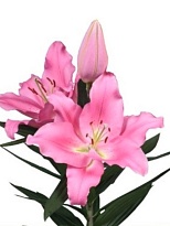 Лилия or. Praiano 3+ 10шт