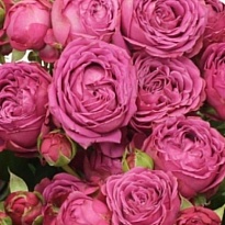 Роза Classic Sensation кустовая (Ц) дл.50 10шт/уп