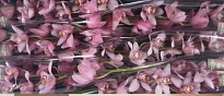 Орхидея Cymbidium Cocktail*9 дл.60 1шт