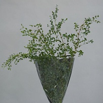 Эвкалипт Parvifolia (К) дл.70 (800г/уп) 1уп