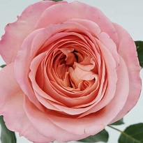 Роза Лондон Ай пионовид.(МЦ) дл.60 10шт/уп