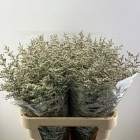 Лимониум Misty White 5 шт