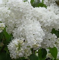 Сирень (Syringa) обыкновенная Мадам Флорен Степман d9 18шт