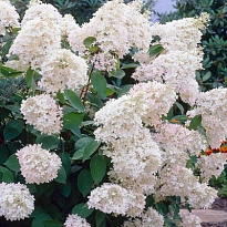 Гортензия (Hydrangea) метельчатая Грандифлора d9 