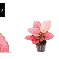 Аглаонема Расберри Лав d12 h30 6шт