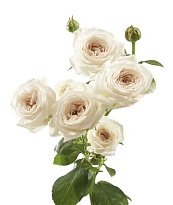 Роза Берд Сонг кустовая (МЦ) дл.60 10шт/уп																						