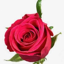 Роза Cerise Success дл.60 10шт