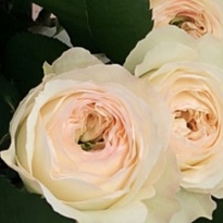 Роза Роял Парк пионовид. (МЦ) дл.50 5шт/уп