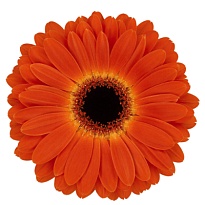 Гербера Medina 25 шт