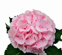 Гортензия Condor Andino Sas Pink дл.PREMIUM 1шт