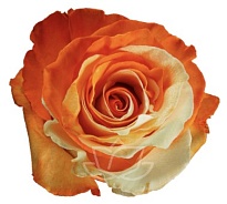 Роза крашен. Bella Роза S.a. Sweet Orange дл.50 25шт