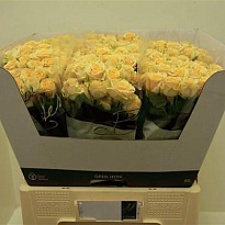 Роза кустовая Trinity дл.70 10шт