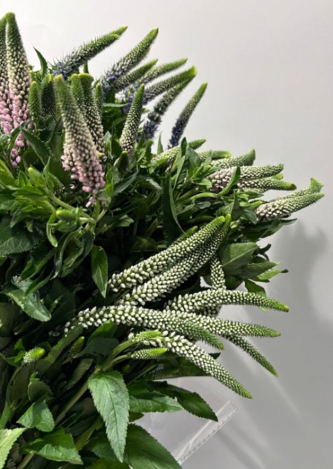 Вероника (К) дл.60 1уп