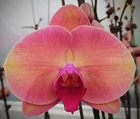 Орхидея Фален. Текила 1ст d12 h70-75 10шт