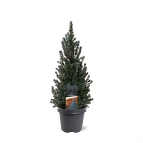 Ель (Picea) канадская Сандерс Блю d23 h70 1шт
