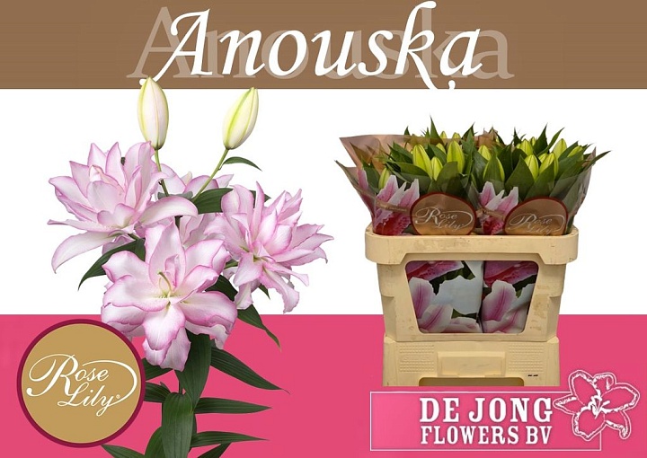 Лилия Dbl Roselily Anouska 2+ дл.70 10шт
