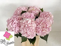 Гортензия Royal Delight дл.80 d23 1шт