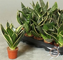 Сансевиерия Трифасциата d6 h20 20шт