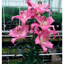 Лилия Tabledance 5+ 10шт 