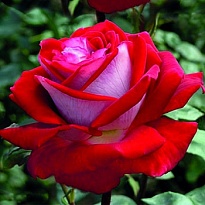 Роза Люксор чайно-гибридная/Цв.Кор