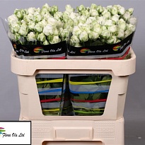 Роза кустовая Miss Bombastic дл.70 5шт