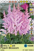 Астильба Пич Блоссом 2/3 1шт*