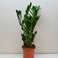 Замиокулькас d19 h80 3шт