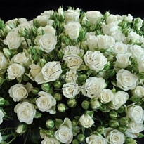 Роза кустовая Snowflake дл.60 10 шт